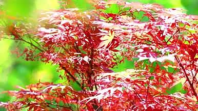 4k春天里的红枫、火红的枫叶视频的预览图